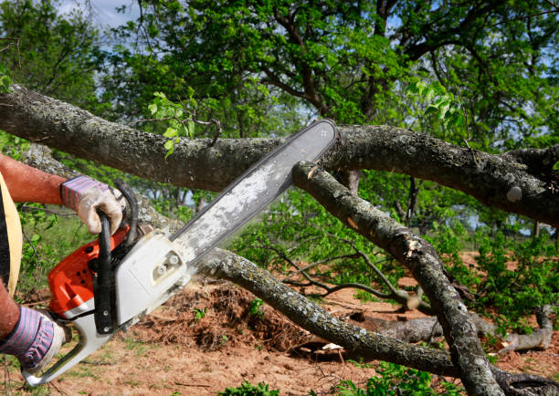 Professional Tree Service in Ivanhoe, TX